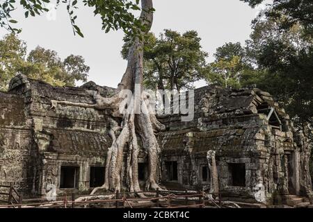 Ruins with overgrown tree, Ta Prohm, Angkor Wat, Siem Reap, Cambodia, Southeast Asia Stock Photo