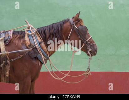 Harnessed horse,Trinidad Sancti Spiritus, Cuba Stock Photo