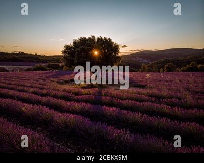 Lavender fields in Ardeche in southeast France Stock Photo