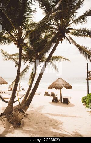 Palm tree by sun loungers and shade on beach, Tulum, Mexico Stock Photo