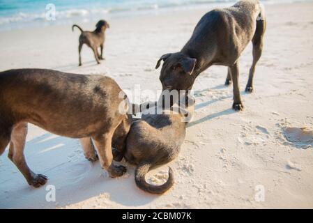 Dogs playing on beach Stock Photo