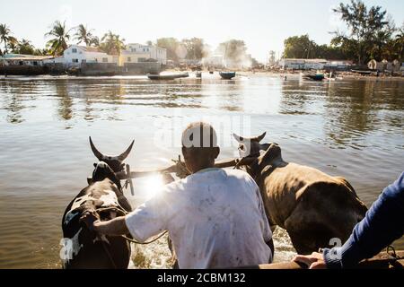 Men crossing water in cart pulled by zebu, Toliara, Madagascar, Africa Stock Photo