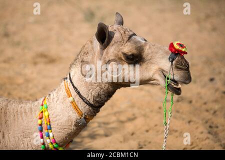 Portrait of camel wearing multicolored bead necklace at Pushkar Camel Fair, Pushkar, Rajasthan, India Stock Photo