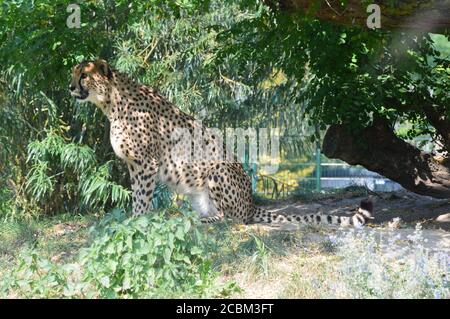 Cheetah Stock Photo