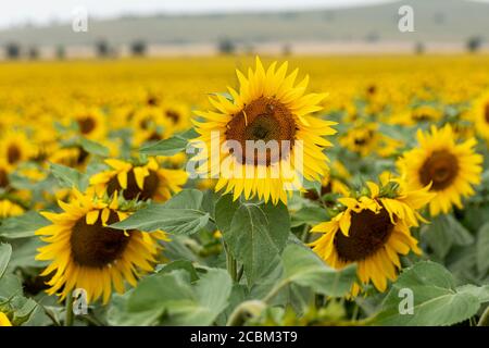 A Sunflower field full of bright sunflowers near Stanton St Bernard, Wiltshire, England, UK Stock Photo