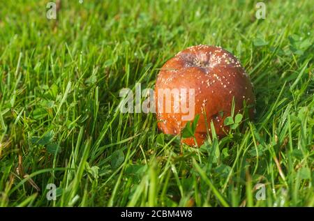 Brown rotten apple laying on green grass on the ground at Autumn Stock Photo