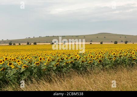 A Sunflower field full of bright sunflowers in Stanton St Bernard, Wiltshire.  Taken during a hot summer day with heat haze. Pewsey Downs, England, UK Stock Photo