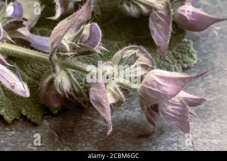 Sage - a medicinal plant with antiseptic action Stock Photo