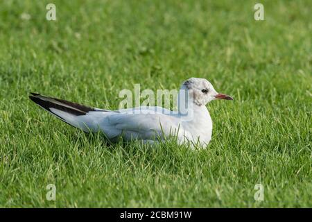 Juvenile black headed gull on the ground. Stock Photo