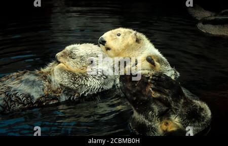 Sea otter couple posing in the water Stock Photo