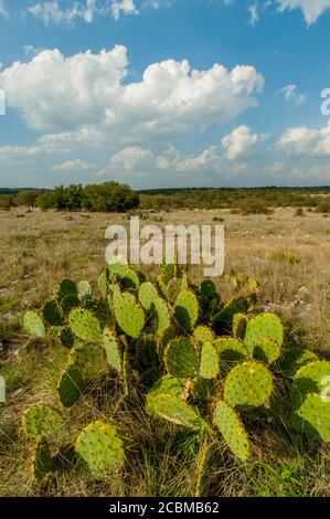 Opuntia, commonly called prickly pear, cacti in the Hill Country of Texas near Hunt, USA. Stock Photo