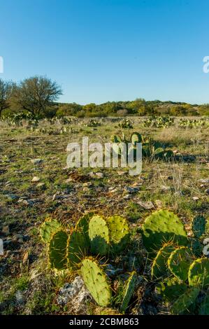Opuntia, commonly called prickly pear, cacti in the Hill Country of Texas near Hunt, USA. Stock Photo