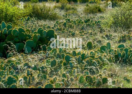 Backlit Opuntia commonly called prickly pear, cacti in the Hill Country of Texas near Hunt, USA. Stock Photo