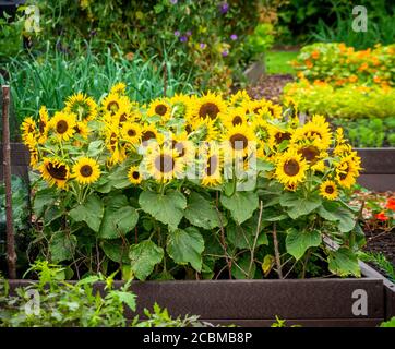 Sunflowers growing in a raised bed with twiggy pea sticks for support in a vegetable garden. UK Stock Photo