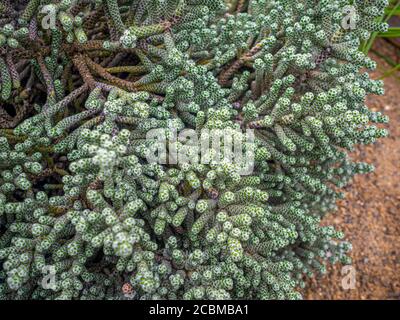 Close-up of the alpine plant, Ozothamnus coralloides, commonly know as Coral Shrub. Stock Photo