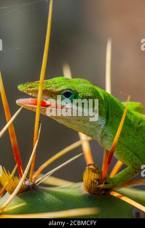 A green anole on an opuntia cactus in the Hill Country of Texas near Hunt, USA. Stock Photo