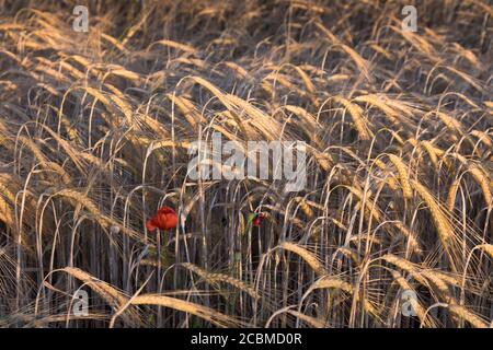 Poppy flower  (Papaver rhoeas) in a wheat field (Triticum spp). Stock Photo