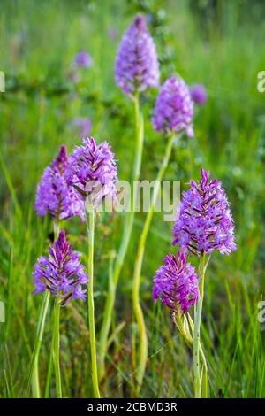 Pyramidal orchid flowers (Anacamptis pyramidalis). Stock Photo