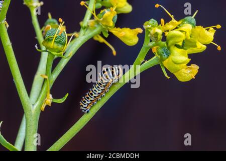Old World swallowtail caterpillar (Papilio machaon).