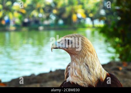 Tamed eagles of Aleppey. A common sight in some cafes here are the incredibly calm and tamed eagles. Stock Photo