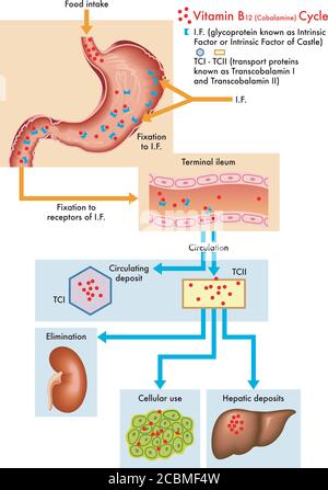 Medical diagram of the cycle of vitamin B12 in the human body. Stock Vector