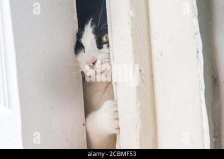 A curious cat peeking through a crack left by a partially open door. The indoor cat curiously watches the outdoors. Stock Photo