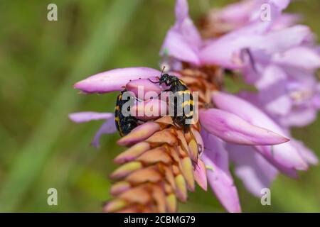 pink flowered Watsonia with Bug close to the Red Desert, Port Edward, KwaZulu-Natal, South Africa Stock Photo