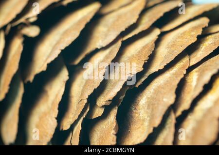 Brown texture nature background. Cone tree macro backdrop. Deisgn template for web Stock Photo