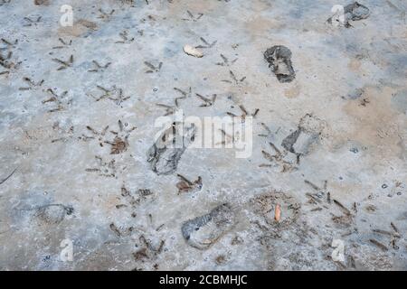 The footprints of a wading bird likely an egret and a person in a salt marsh in China Camp state park in San Rafael, California. Stock Photo