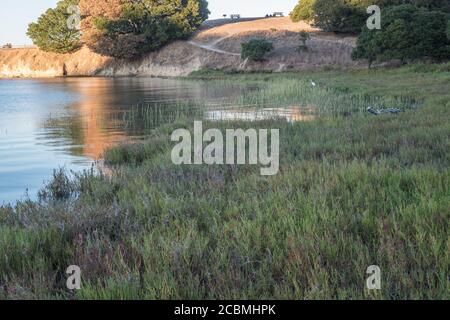 A salt marsh in China Camp state park in California, important habitat for some threatened species. Stock Photo