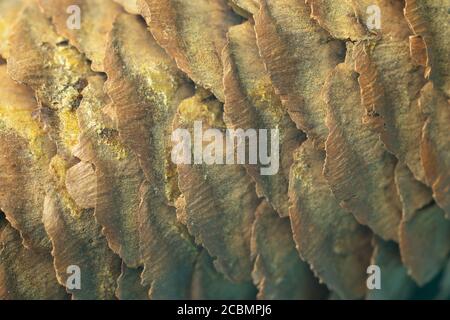 Wood Cone Texture background copy space. Textured backdrop Stock Photo