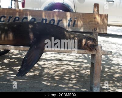 Cute sea lion lying on a wooden bench Stock Photo