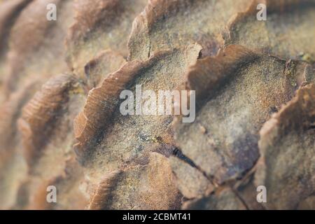 Brown texture background of tree, pine cone. Christmas or New Year design backdrop Stock Photo