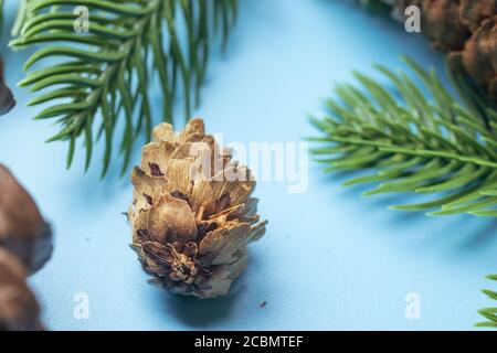 Brown Pine cone on blue background with christmas tree with copy space Stock Photo