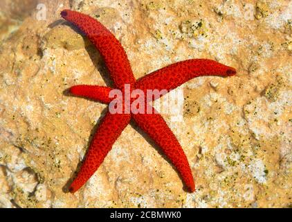 Red Starfish, Echinaster sepositus, showing limb regeneration, Ionian Sea, Mediterranean Sea, Corfu, Ionian Islands, Greece Stock Photo
