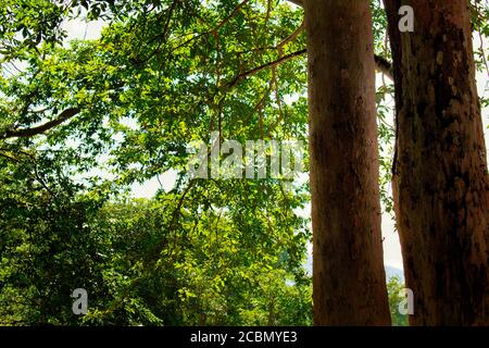 Terminalia arjuna tree trunk with holy kaveri river in background Stock Photo