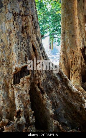 Terminalia arjuna tree trunk with holy kaveri river in background Stock Photo