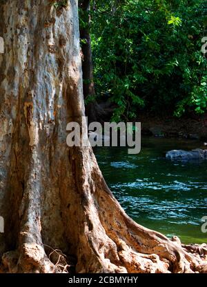 Terminalia arjuna tree trunk with holy kaveri river in background Stock Photo