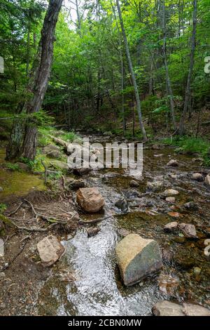 Small streams flows through some rocks in the woods Stock Photo