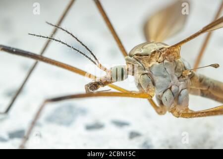 Crane fly. Tipula maxima. Detail head and body. Insect magnification Stock Photo