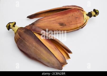 Raw Banana flower also known as Banana blossom or Banana heart on white background. Curry sabji South indian or Pakistani or Nepali vegetable exotic t Stock Photo