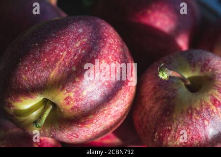 Freshly picked heirloom apples (Malus domestica) sit nestled together in this macro shot Stock Photo