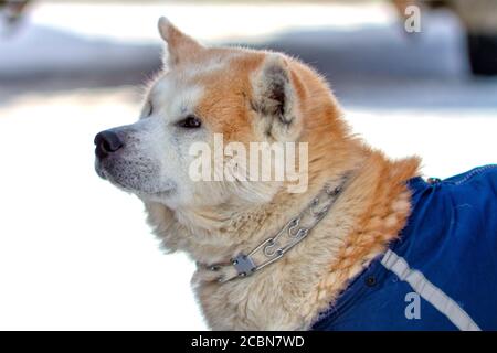 portrait of dog breed Akita inu with metal collar Stock Photo