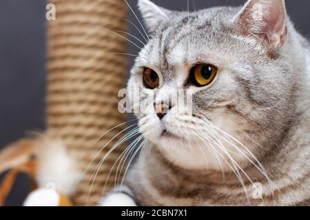 gray shorthair scottish striped cat on background of brown scratching post Stock Photo