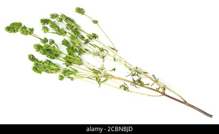 bunch of fresh thyme twigs isolated on white background. Stock Photo