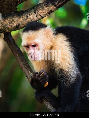 Panamanian White Faced Capuchin Monkey (Cebus imitator), Tortuguero
