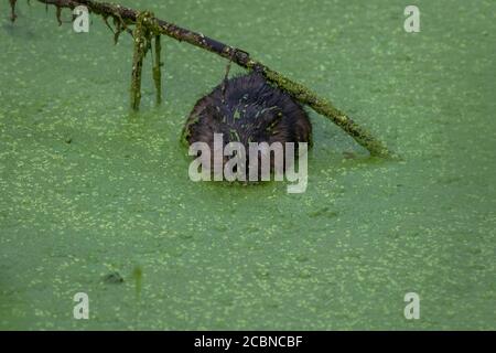 Muskrat, Ondatra zibethicus, covered in green duckweed also enjoys a meal of it eating voraciously turning to left, cute and gross Stock Photo