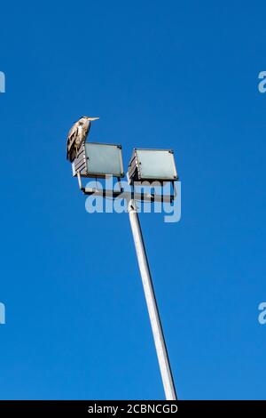 Vertical low angle shot of a Grey Heron sitting on top of a lamp post under the clear blue sky Stock Photo