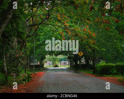 Royal ponciana, Delonix regia, Flamboyant trees in Yucatan Mexico Stock Photo