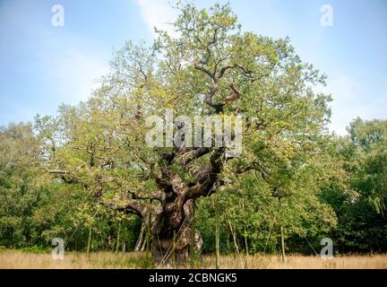 Major Oak tree in Sherwood Forest Country Park Stock Photo